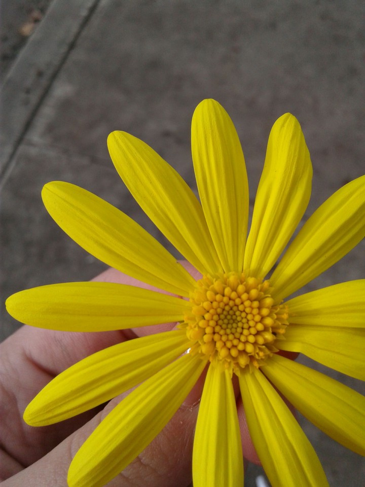 close up on flower