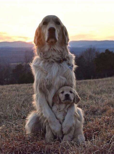 spaniel, dog wallpapers