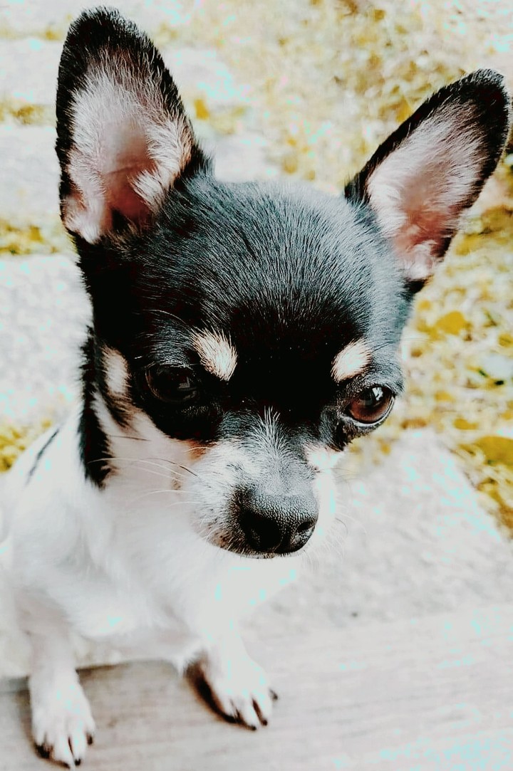 dog