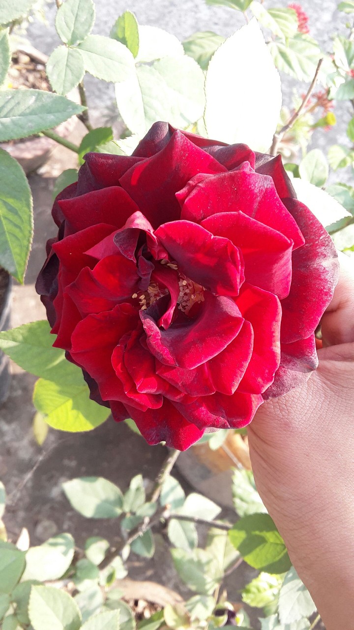 rose