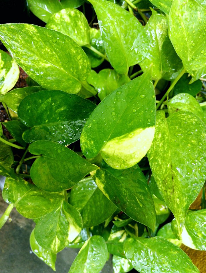home garden