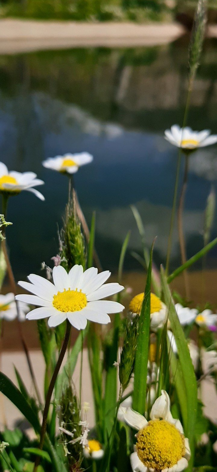 spring