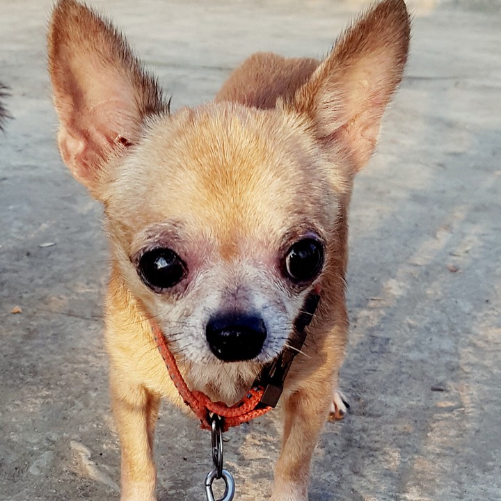Chihuahua