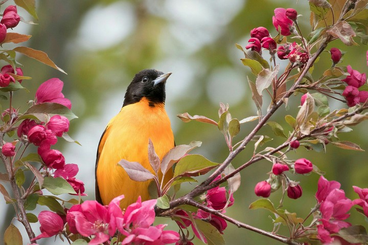 Melody of Spring