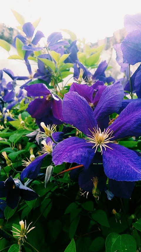 Flowers