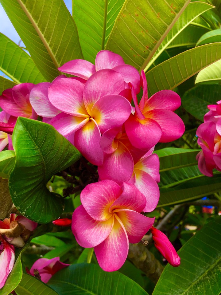 Flor Plumería