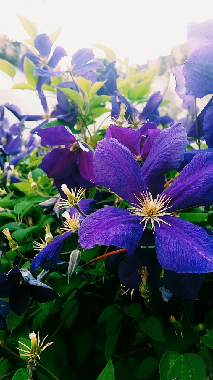Flowers