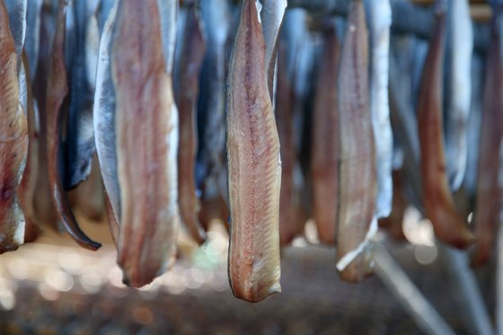 half-dried herring