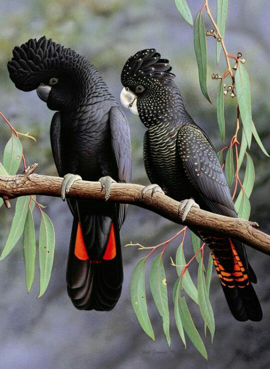 tropical birds