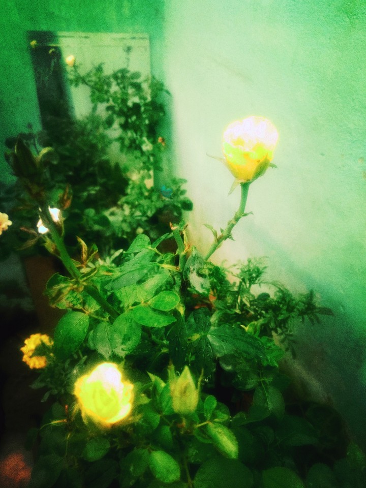 rose