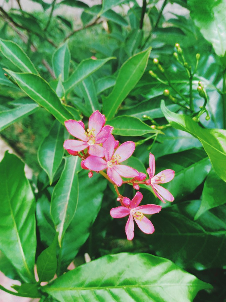 Beautiful Flower In My College garden