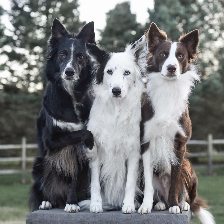 beautiful dog