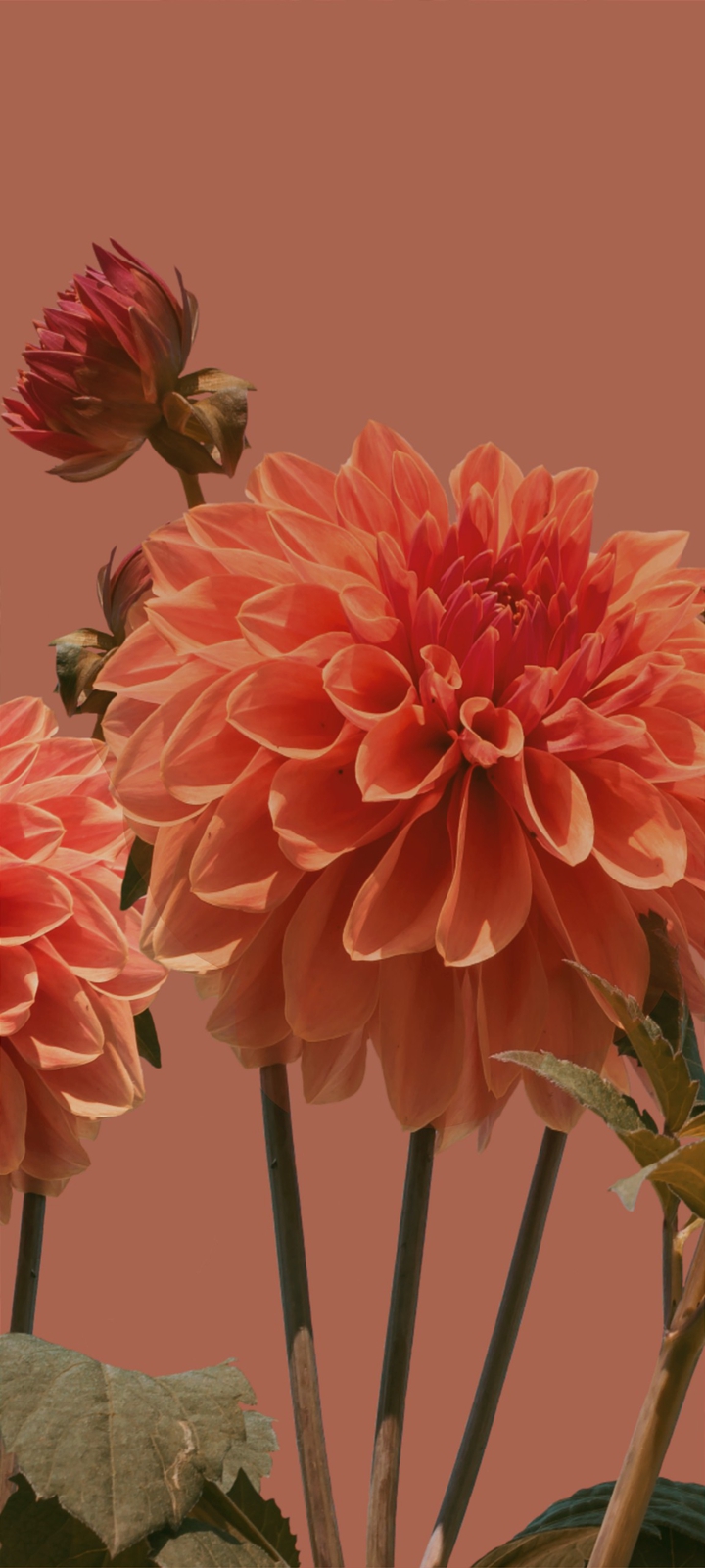 Flower series '04'