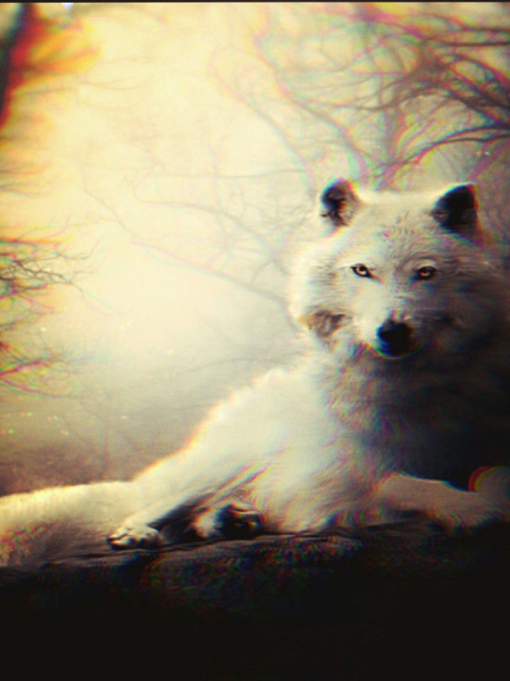 she wolf ♡