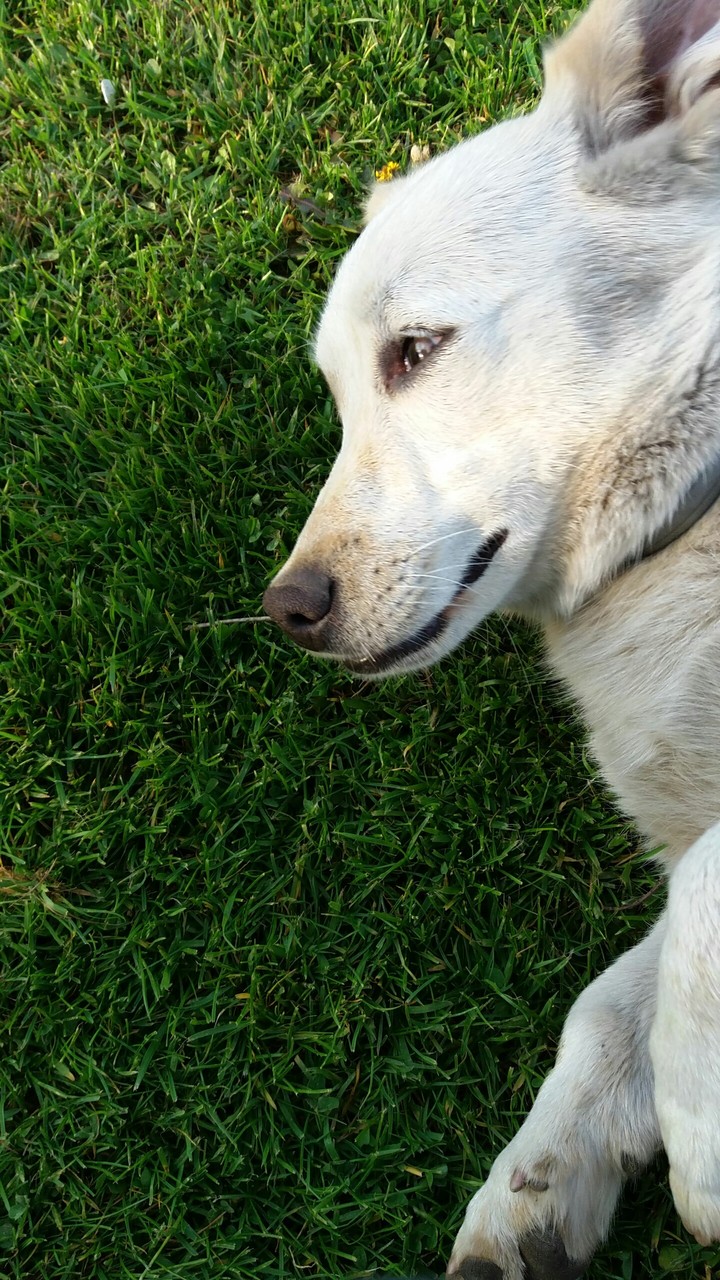 dog