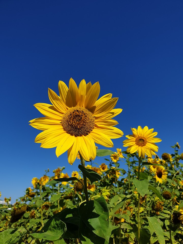 sunflower
