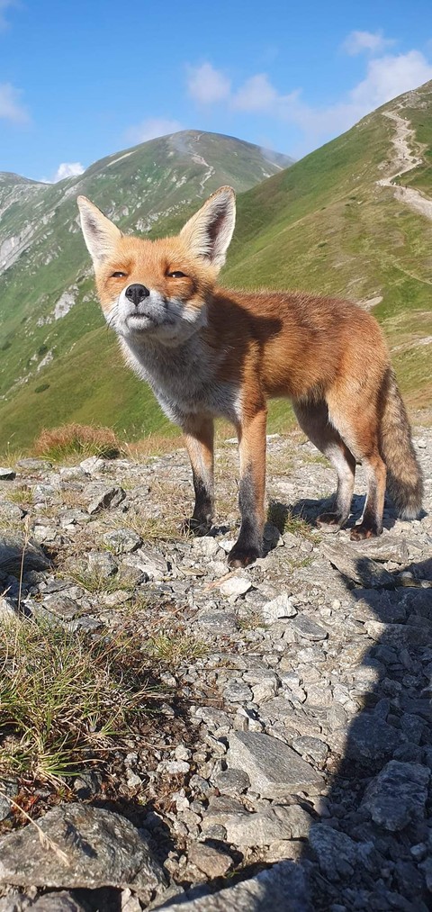 sfondi mountain, Fawn