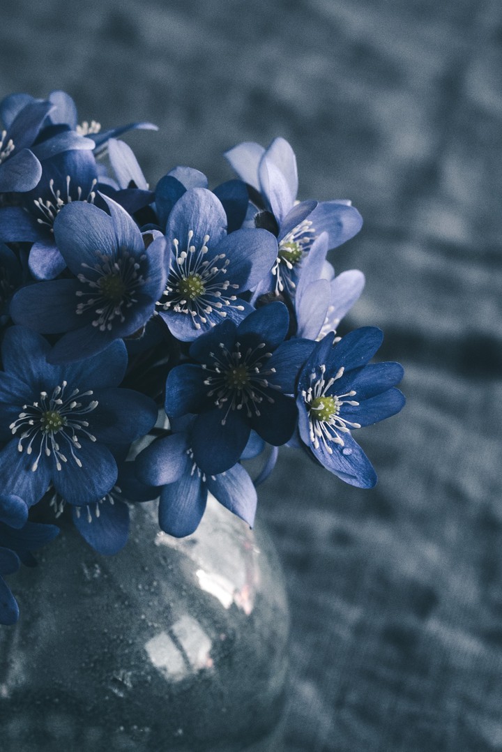 blu flowers