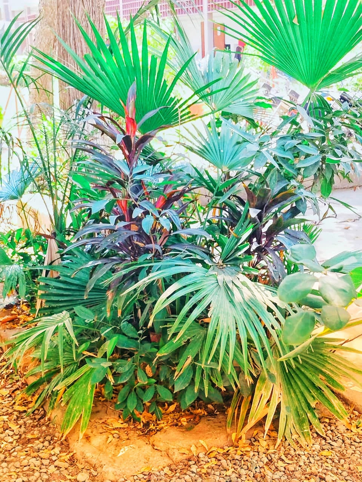 Shrubs in love
