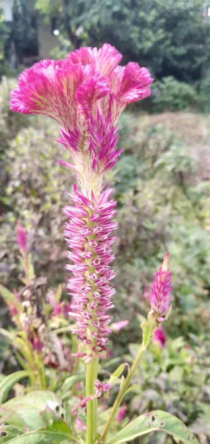 My yesterdays Click :)