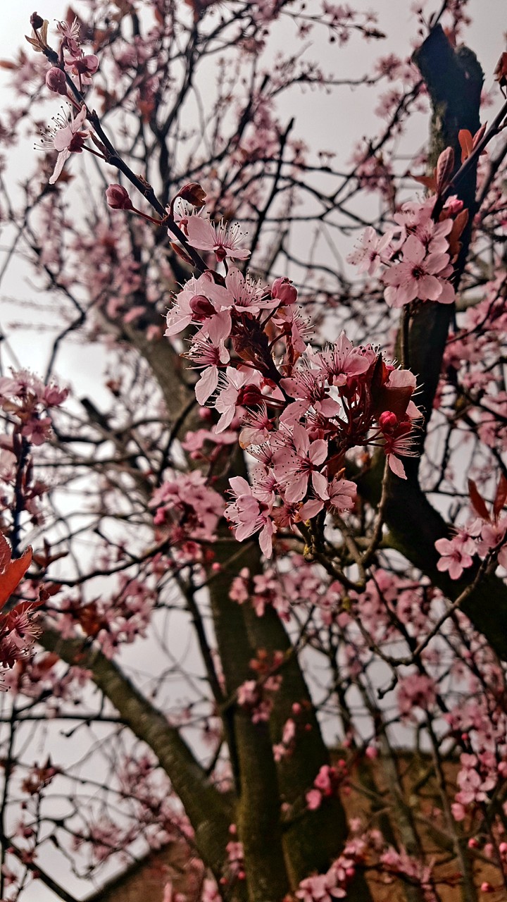Cherry Blossom
