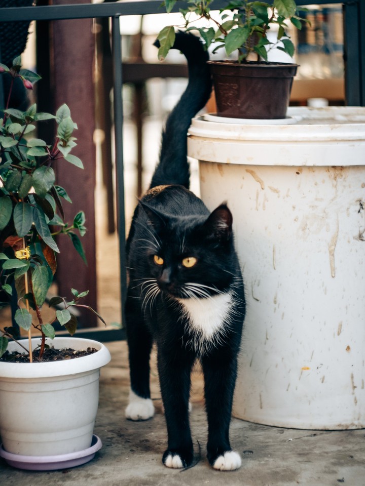 cat