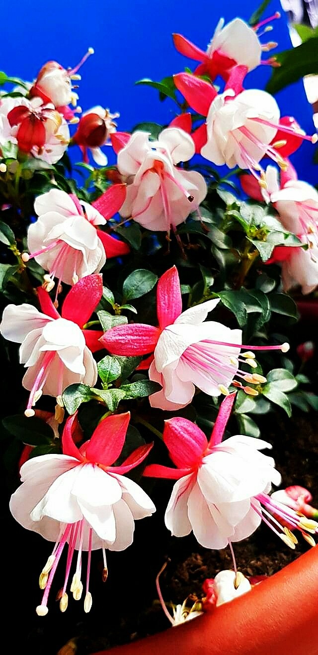 SK～flowers