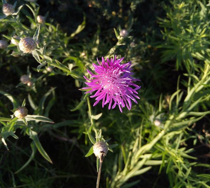 wild flowers