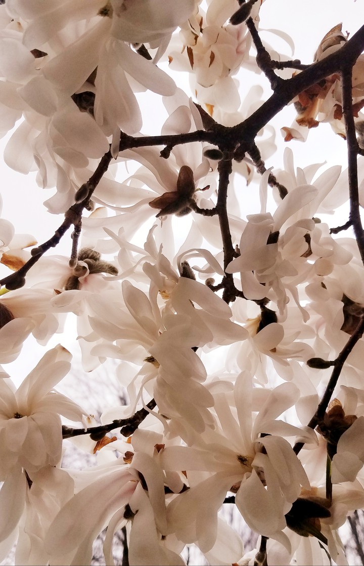 Spring Blossom