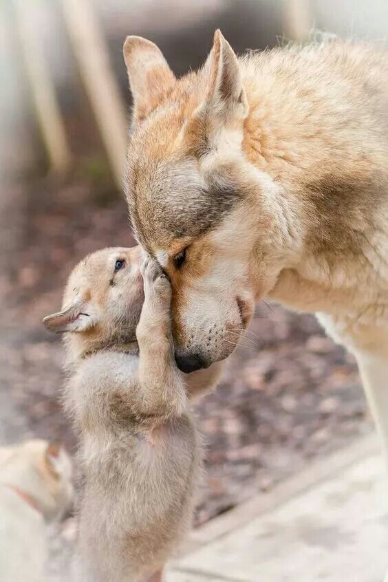 love
