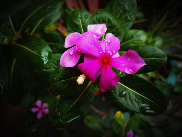 beautiful flower ❤