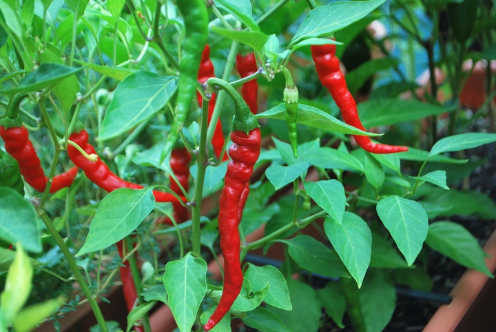 Guindilla Roja
