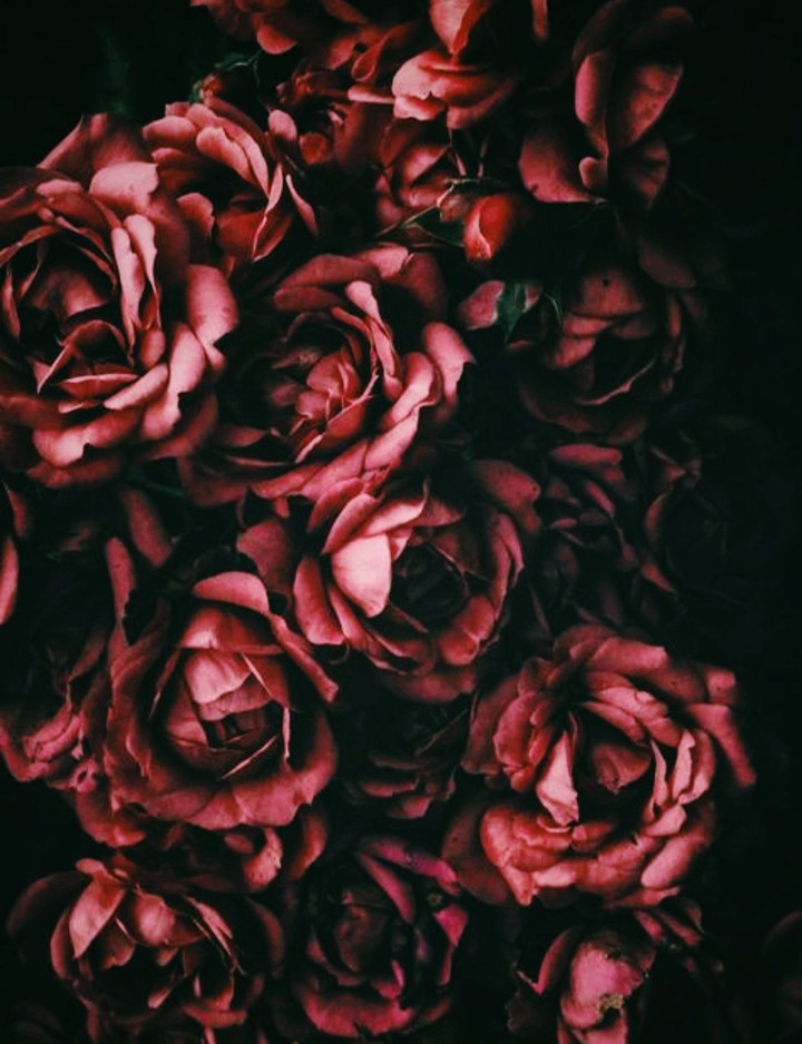roses