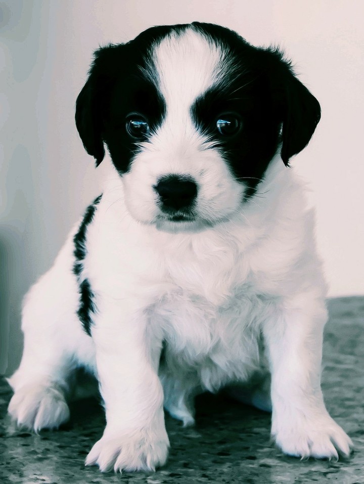 cute puppy