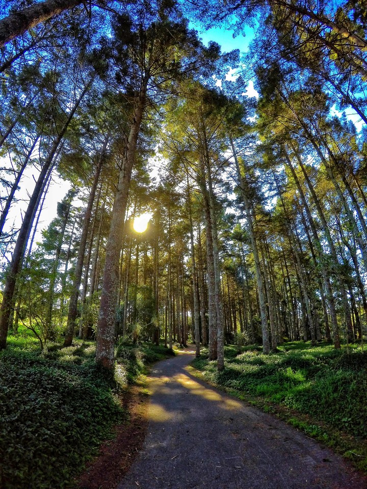 red wood forest