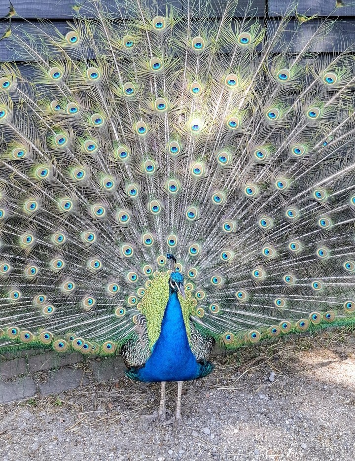 .
