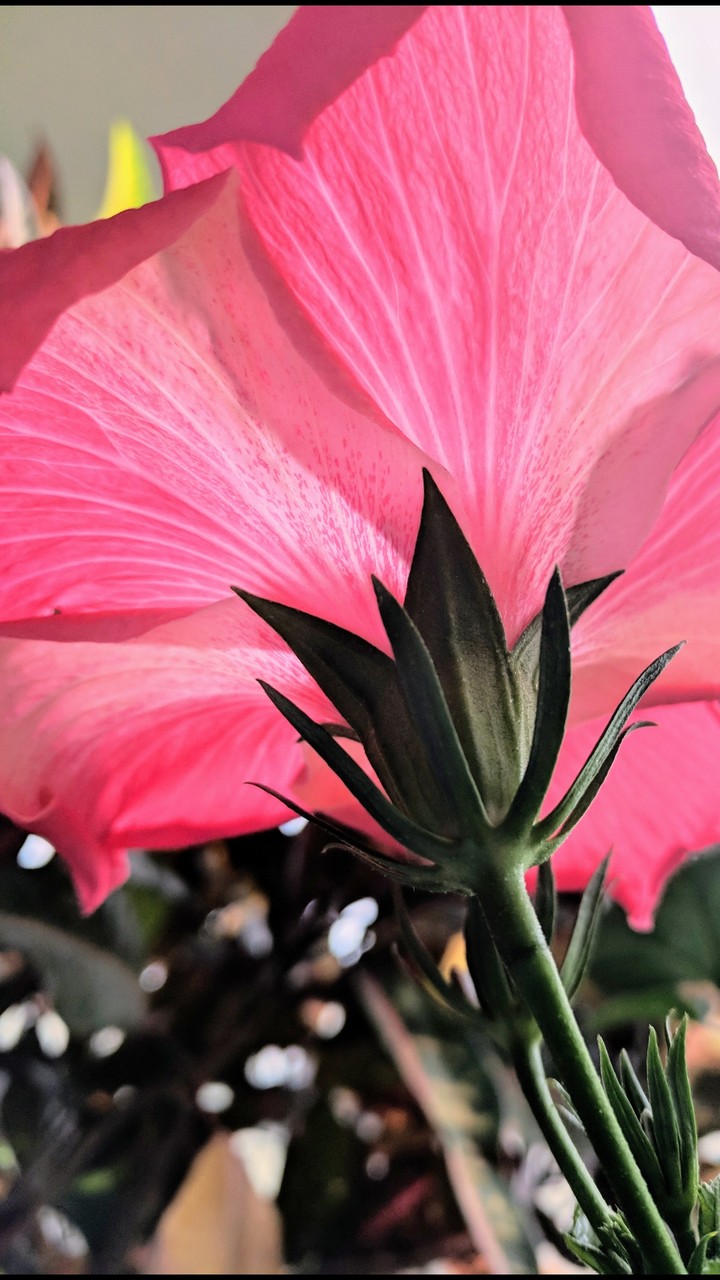 Floral Umbrella