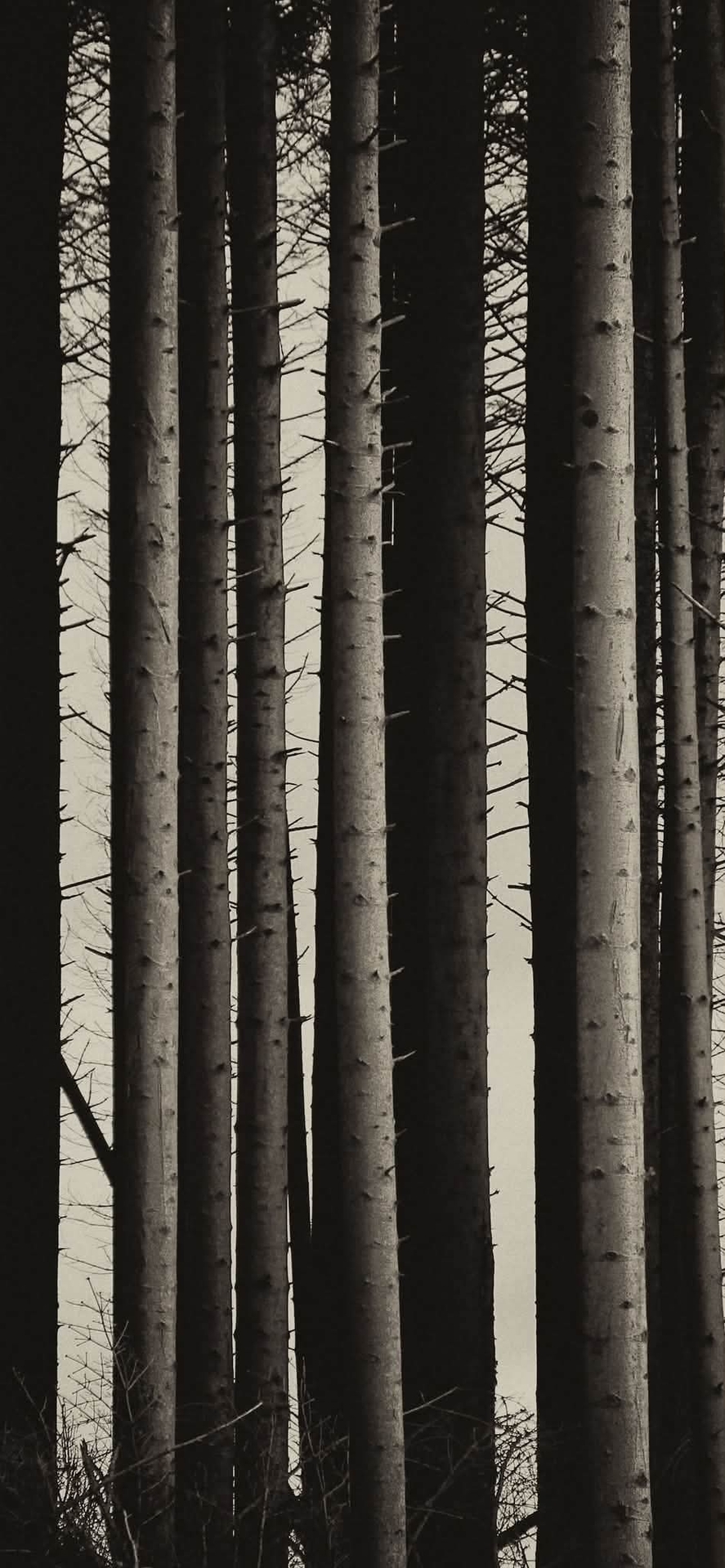 тапети forest, wood