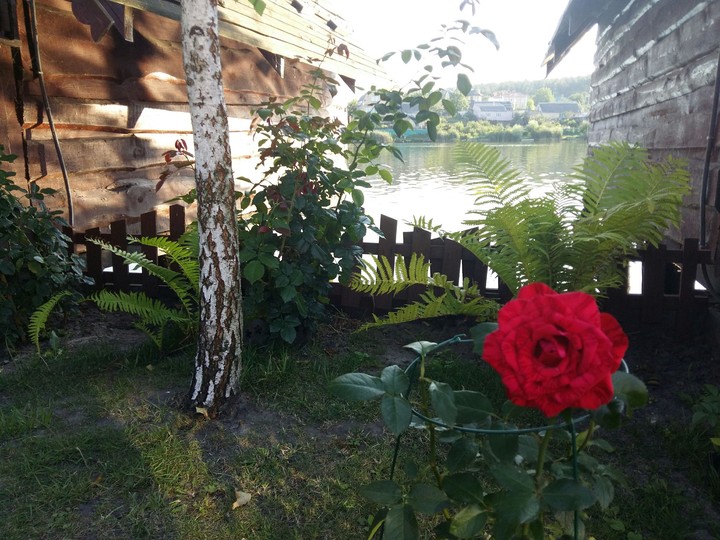 Rose