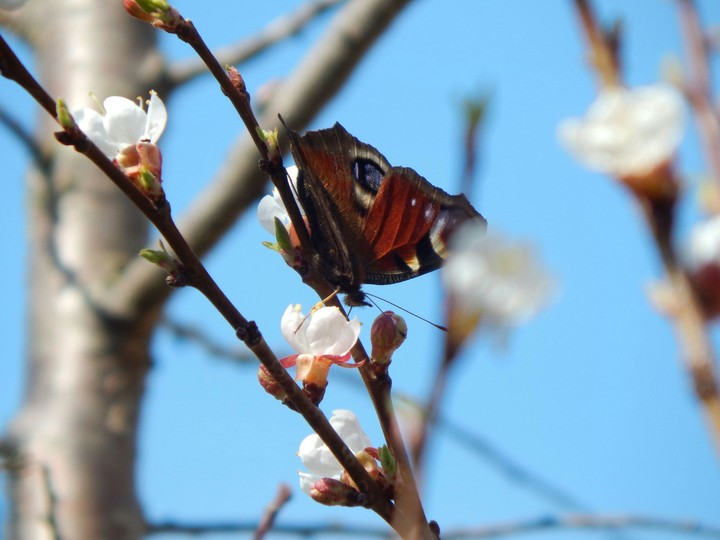 Spring