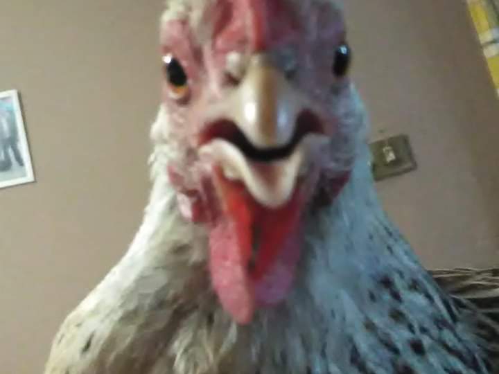 paloma