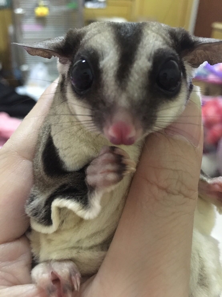 sugar glider 蜜袋鼯