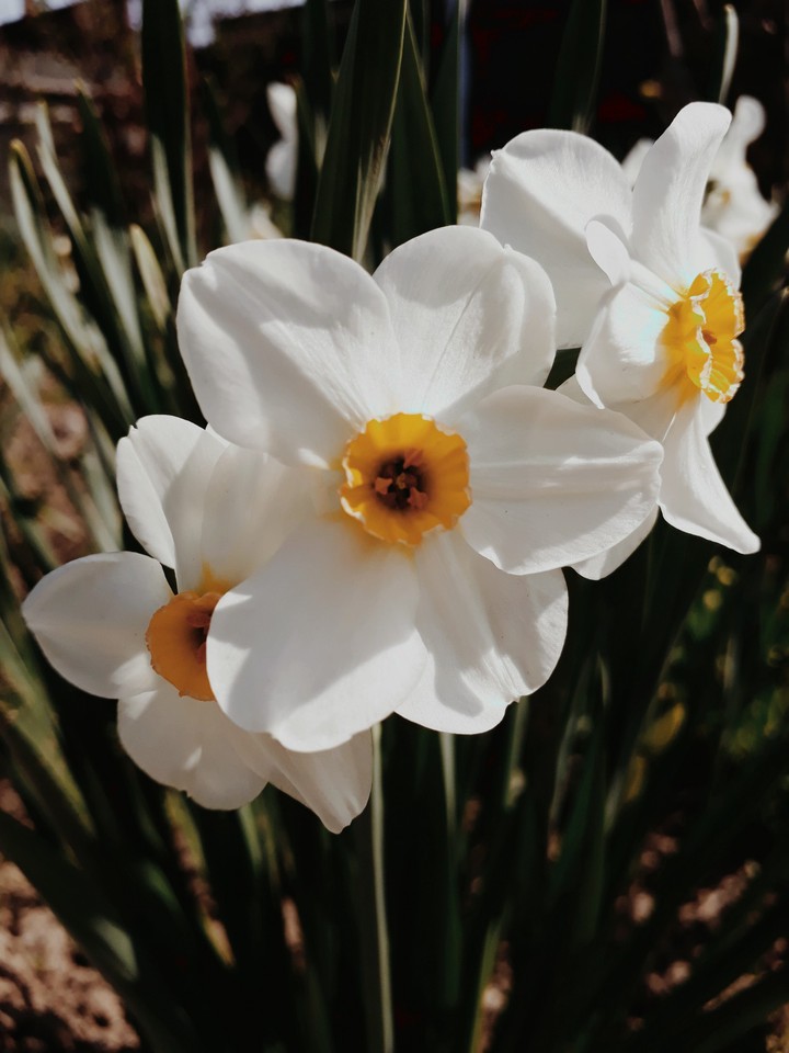 flowers