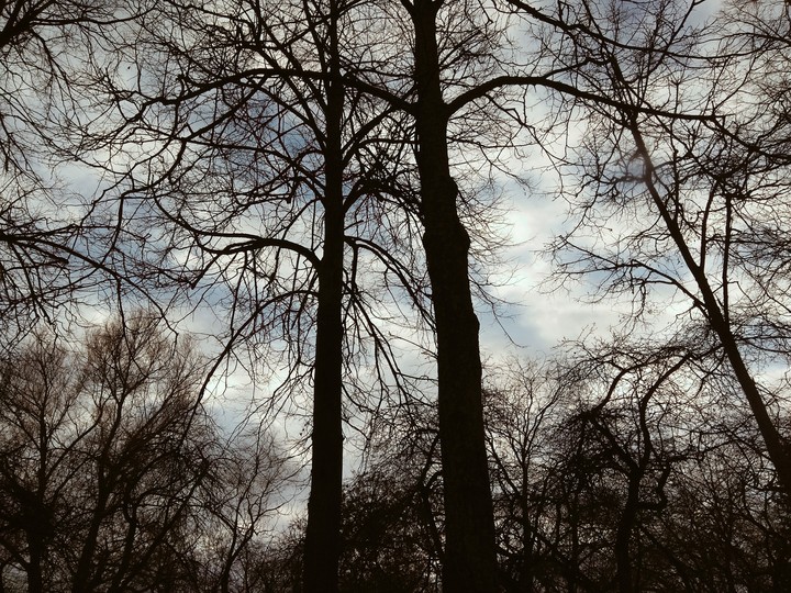 trees