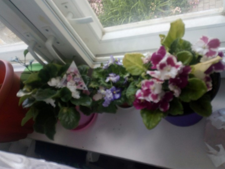flowers