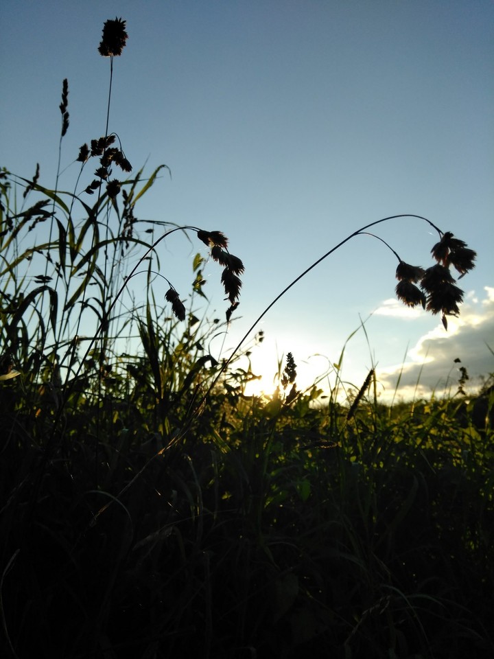 Summer grass