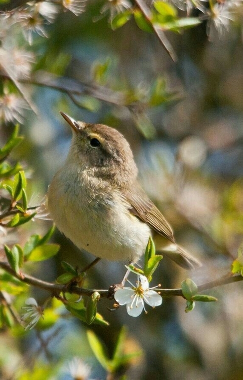 шпалери twig, passerine