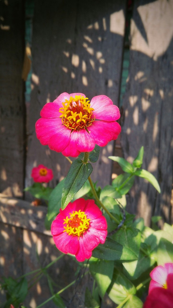 paper flowers
