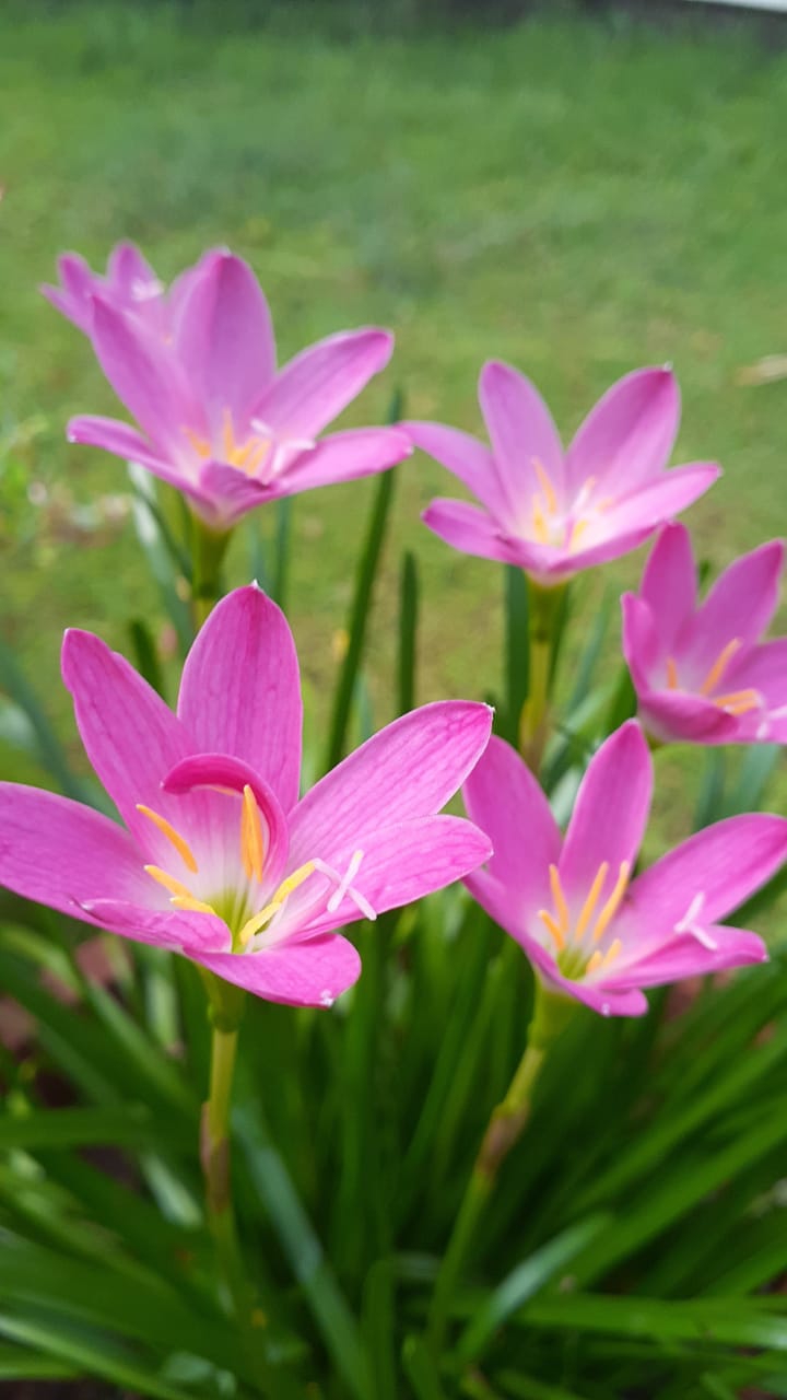 flowers