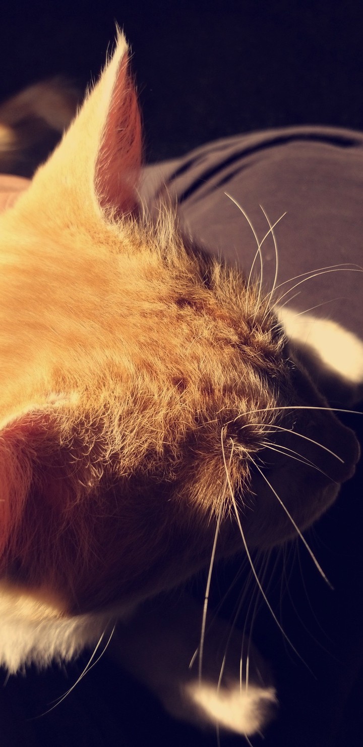 cat